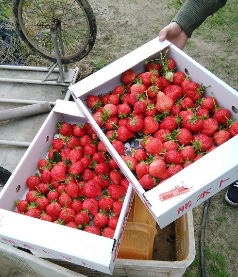 久留米 いちご 狩り